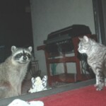 Bandits outside