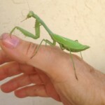 Pray Mantises