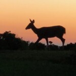 Deer