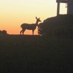Deer at Sunset