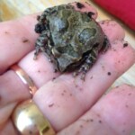 Frogs