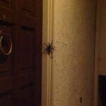 Spiders