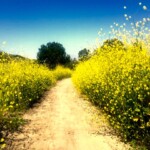 Walking Trails