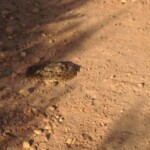 Rattle Snakes